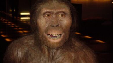 a origem do homem Australopithecus