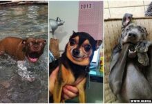 os cachorros mais feios e engracados pelo mundo 1